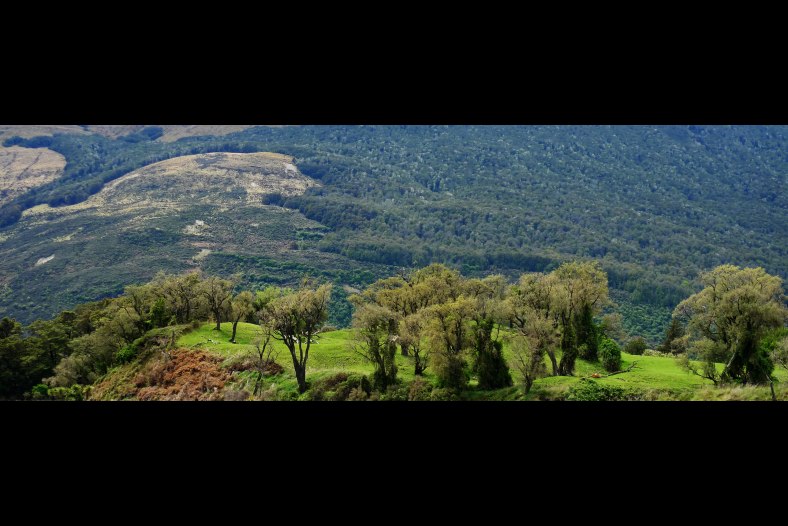 Trees